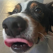 Bucky joined the competition — help win amazing prizes! dog, puppy, close_up, face, nose, tongue, teeth, eyes, goofy, funny, playful, happy, black_white_brown, tricolor, floppy_ears, portrait, indoor, pet, animal, camera
