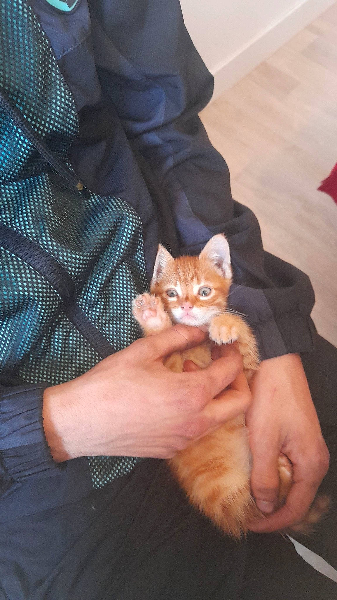 Félix participe au concours pour gagner de l'argent avec cette photo : canidae, carnivore, cat, comfort, companion_dog, domestic_short_haired_cat, fawn, felidae, finger, foot, fur, gesture, human_leg, nail, paw, sleeve, small_to_medium_sized_cats, thumb, whiskers, wrist
