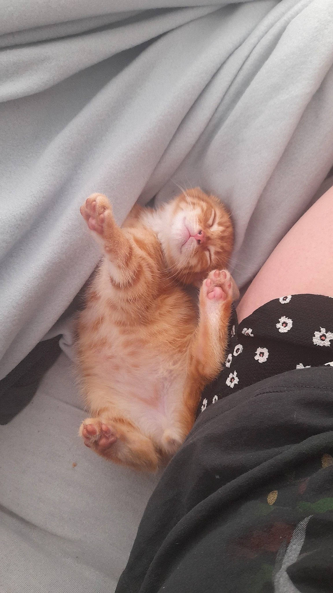 Félix participe au concours pour gagner de l'argent avec cette photo : carnivore, cat, comfort, companion_dog, domestic_short_haired_cat, fawn, felidae, finger, foot, fur, gesture, hand, human_leg, linens, mammal, nail, paw, small_to_medium_sized_cats, tail, whiskers