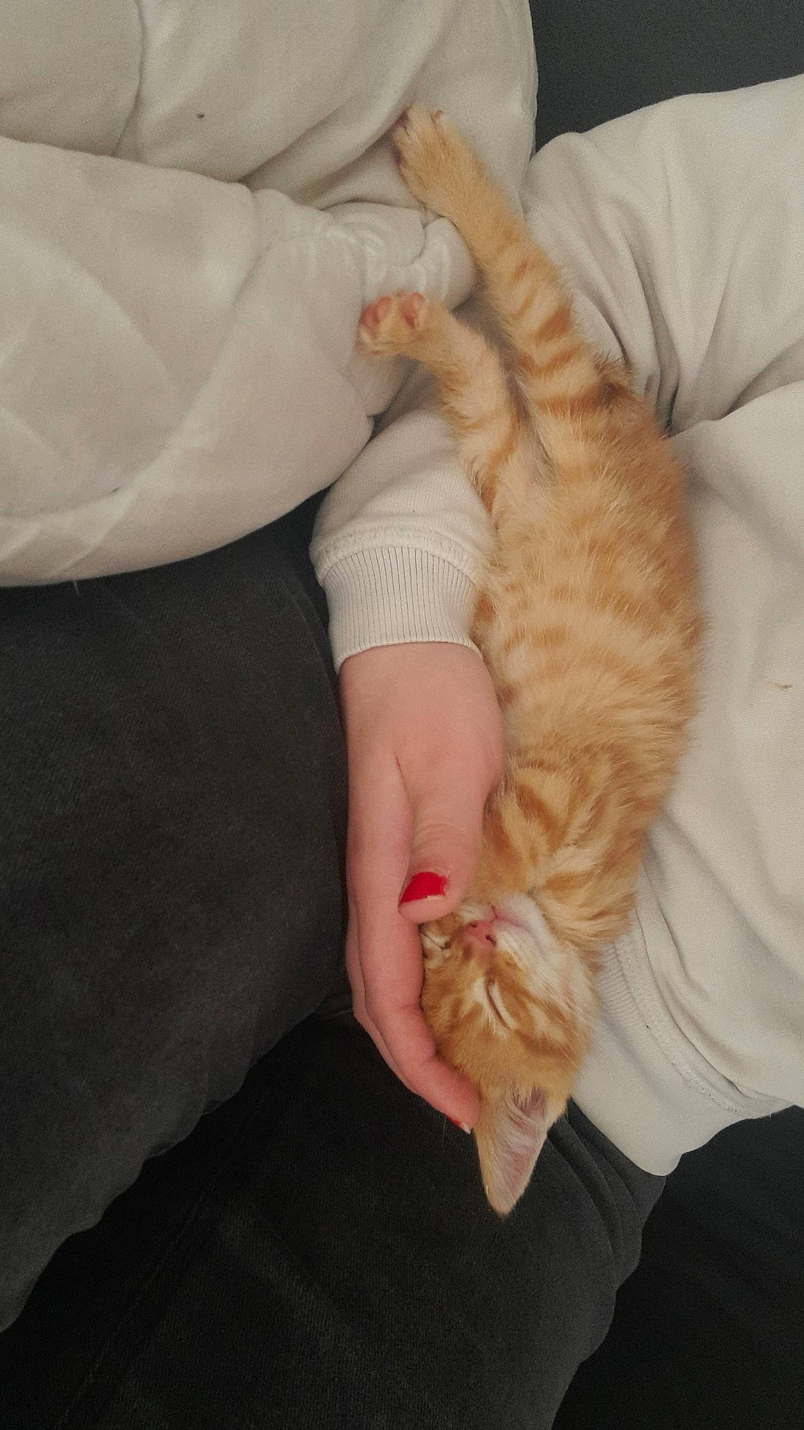 Félix participe au concours pour gagner de l'argent avec cette photo : carnivore, cat, claw, comfort, companion_dog, domestic_short_haired_cat, fawn, felidae, finger, fur, gesture, hand, human_leg, nail, paw, small_to_medium_sized_cats, tail, thumb, whiskers, wrist