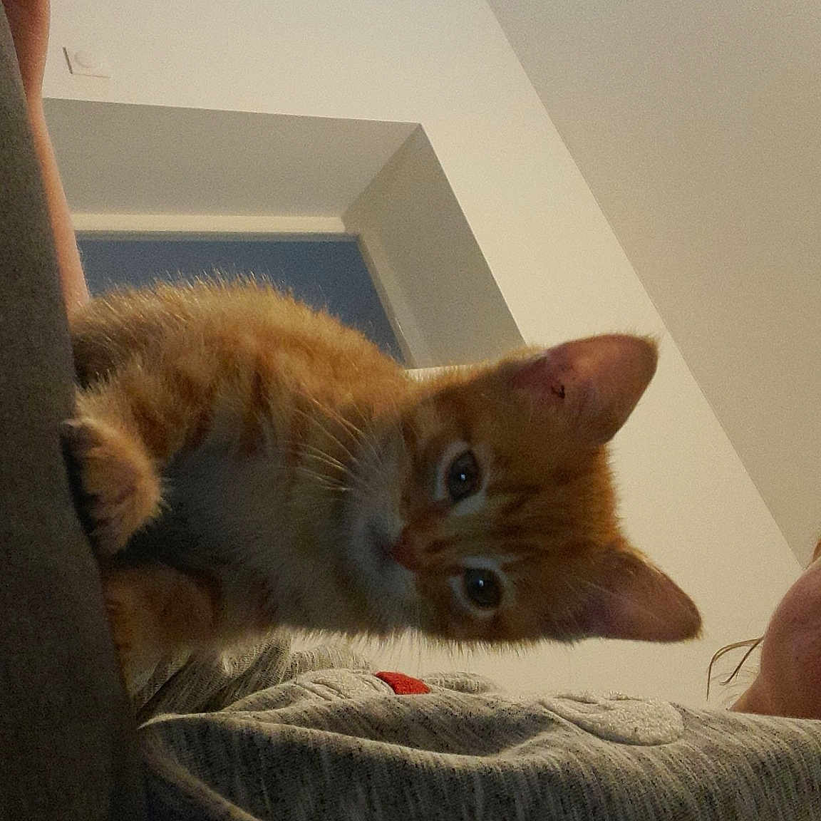 Félix