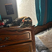 Meekah is registered to the contest to win money with this photo: cat, tabby_cat, dresser, wooden_furniture, window, curtains, bed, pillow, sunlight, indoor, cozy, resting, furniture, domestic, chalkboard, quote, decor, relaxing, soft_light, animal