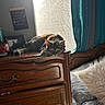 cat, tabby_cat, dresser, wooden_furniture, window, curtains, bed, pillow, sunlight, indoor, cozy, resting, furniture, domestic, chalkboard, quote, decor, relaxing, soft_light, animal