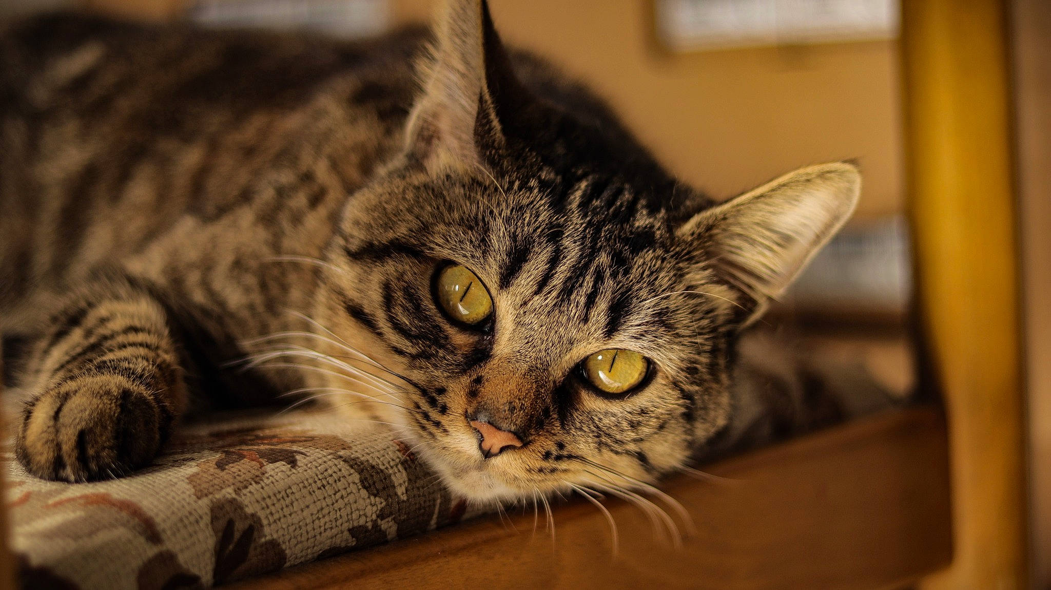 Tichou a rejoint le concours — aidez-le/la à gagner de superbes lots ! american_shorthair, asian, california_spangled, carnivore, cat, close_up, domestic_short_haired_cat, dragon_li, european_shorthair, eye, felidae, fur, kitten, mammal, pixie_bob, small_to_medium_sized_cats, snout, tabby_cat, toyger, whiskers