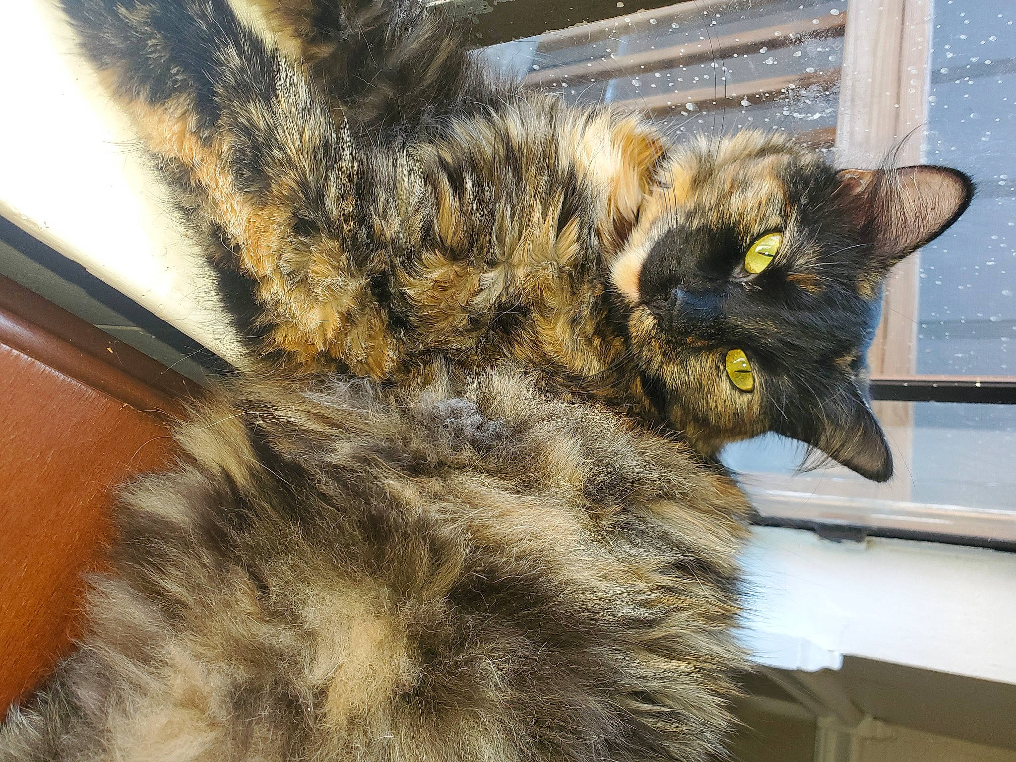 Cookie is registered to the contest to win money with this photo: carnivore, cat, claw, domestic_short_haired_cat, felidae, fur, paw, small_to_medium_sized_cats, tail, terrestrial_animal, whiskers, window