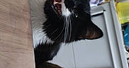 Yoshi participe au concours pour gagner de l'argent avec cette photo : cat, cats, black_and_white_cat, tabby_cat, table, indoor, kitchen, curious, pets, feline, whiskers, ears, eyes, fur, domestic_animal, animal, looking, two_animals, meowing, companions