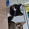 cat, cats, black_and_white_cat, tabby_cat, table, indoor, kitchen, curious, pets, feline, whiskers, ears, eyes, fur, domestic_animal, animal, looking, two_animals, meowing, companions