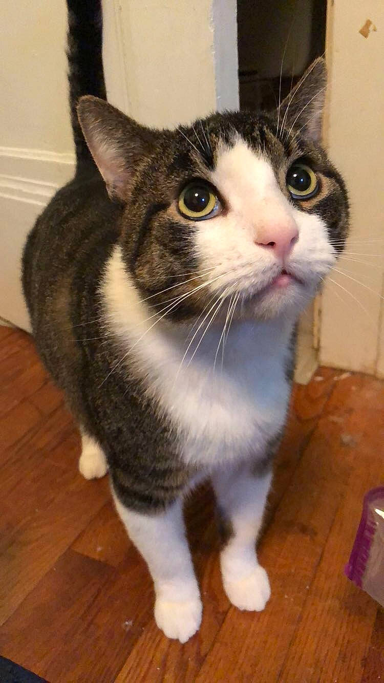 Gerald joined the competition — help win amazing prizes! aegean_cat, american_wirehair, carnivore, cat, domestic_short_haired_cat, european_shorthair, felidae, japanese_bobtail, kitten, mammal, polydactyl_cat, small_to_medium_sized_cats, snout, tail, vertebrate, whiskers