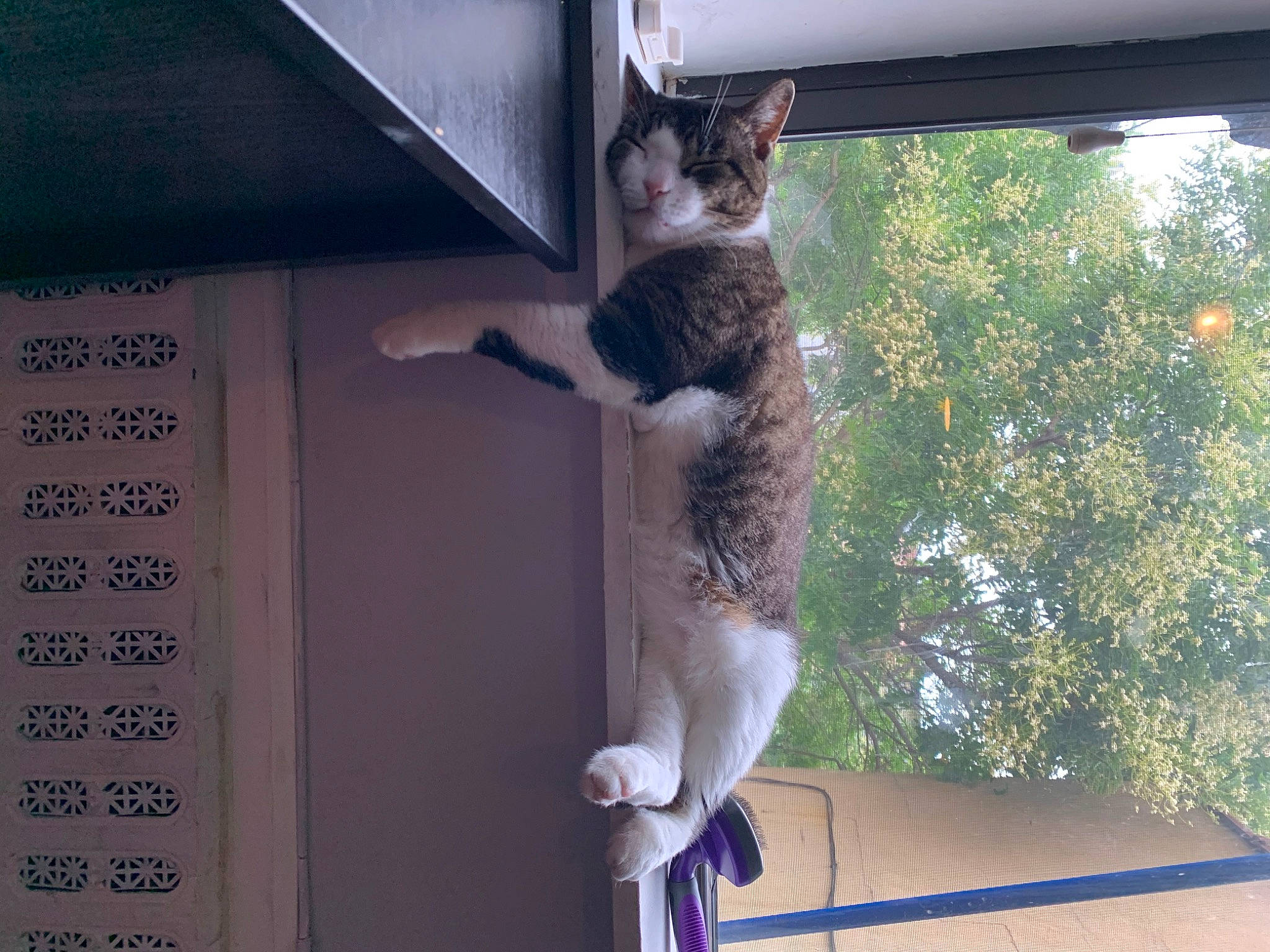 Gerald joined the competition — help win amazing prizes! aegean_cat, carnivore, cat, domestic_short_haired_cat, european_shorthair, felidae, fur, house, kitten, plant, polydactyl_cat, small_to_medium_sized_cats, snout, square, tabby_cat, tail, tree, whiskers, window