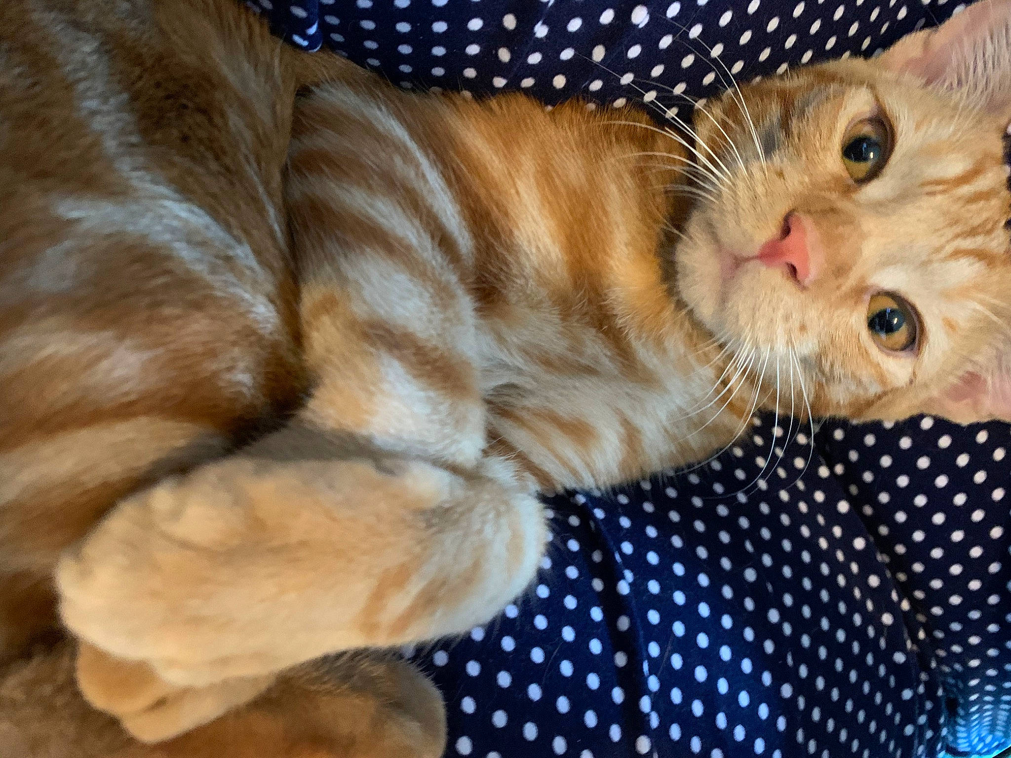 Todd is registered to the contest to win money with this photo: american_curl, american_shorthair, arabian_mau, asian, carnivore, cat, claw, european_shorthair, fawn, felidae, fur, kitten, mammal, norwegian_forest_cat, paw, small_to_medium_sized_cats, snout, tabby_cat, vertebrate, whiskers