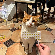 Mimi participe au concours pour gagner de l'argent avec cette photo : accessories, adult, animal, baby, boy, cat, child, diningtable, formalwear, furniture, kitten, male, man, person, pet, plywood, slate, strap, table, wood