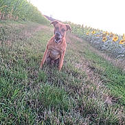 Mayllo participe au concours pour gagner de l'argent avec cette photo : dog, grass, field, cornfield, sunflowers, outdoor, nature, animal, happy, pet, canine, greenery, summer, sunlight, path, sitting, flora, rural, daytime, landscape