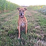 dog, grass, cornfield, sunflowers, outdoor, animal, pet, nature, pathway, happy, sitting, brown_dog, canine, sunset, field, greenery, collar, muzzle, ears, tongue