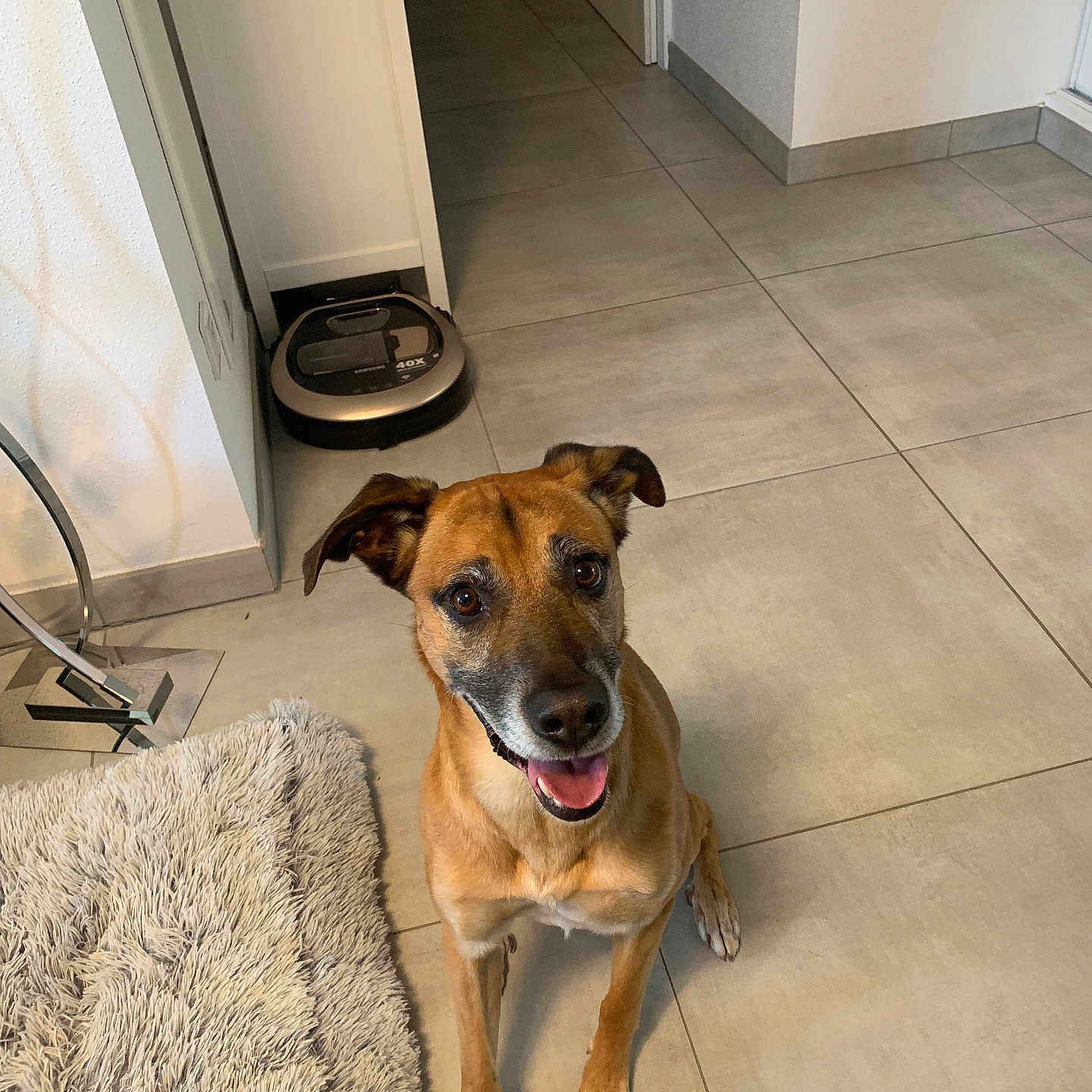 Mayllo participe au concours pour gagner de l'argent avec cette photo : animal, brown_dog, canine, companion, dog, ears_up, floor, fluffy_rug, friendly, happy_dog, home_interior, indoor, looking_up, minimalist, pet, rug, sitting, tile_floor, tongue_out, vacuum_robot