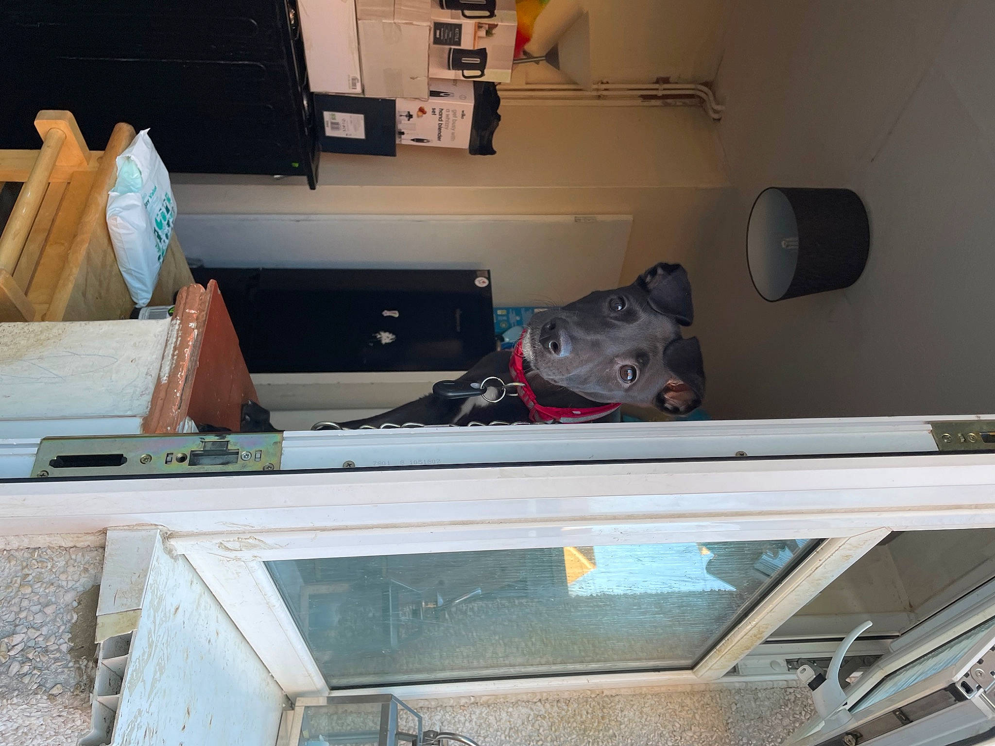 Lola joined the competition — help win amazing prizes! automotive_design, automotive_exterior, dog, electrical_wiring, flooring, hardwood, house, machine, plywood, room, vehicle_door, wood