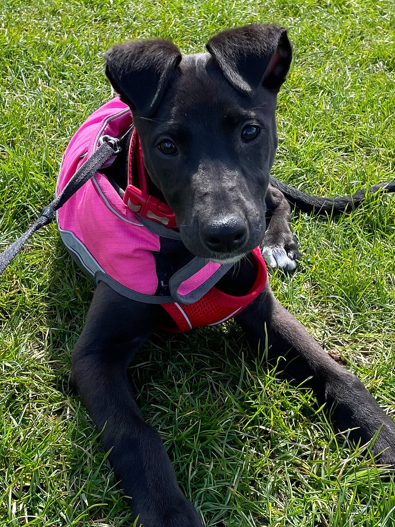 Lola is registered to the contest to win money with this photo: adventure, canidae, carnivore, collar, companion_dog, dog, dog_breed, dog_clothes, dog_collar, dog_supply, fashion_accessory, fawn, grass, leash, personal_protective_equipment, pet_supply, plant, snout, sporting_group, working_animal