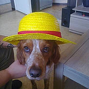 Harry a rejoint le concours — aidez-le/la à gagner de superbes lots ! brown_fur, dog, floor, floppy_ears, funny, furniture, hand, indoors, living_room, person, pet, portrait, red_band, sad_eyes, speaker, sunhat, table, television, white_markings, yellow_hat