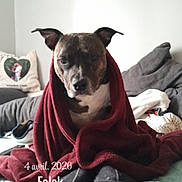 Jeiko a rejoint le concours — aidez-le/la à gagner de superbes lots ! animal, blanket, brown_dog, comfort, couch, cozy, dog, domestic_animal, fabric, fur, household, indoor, living_room, pet, pillow, portrait, relaxed, resting, sofa, wrapped