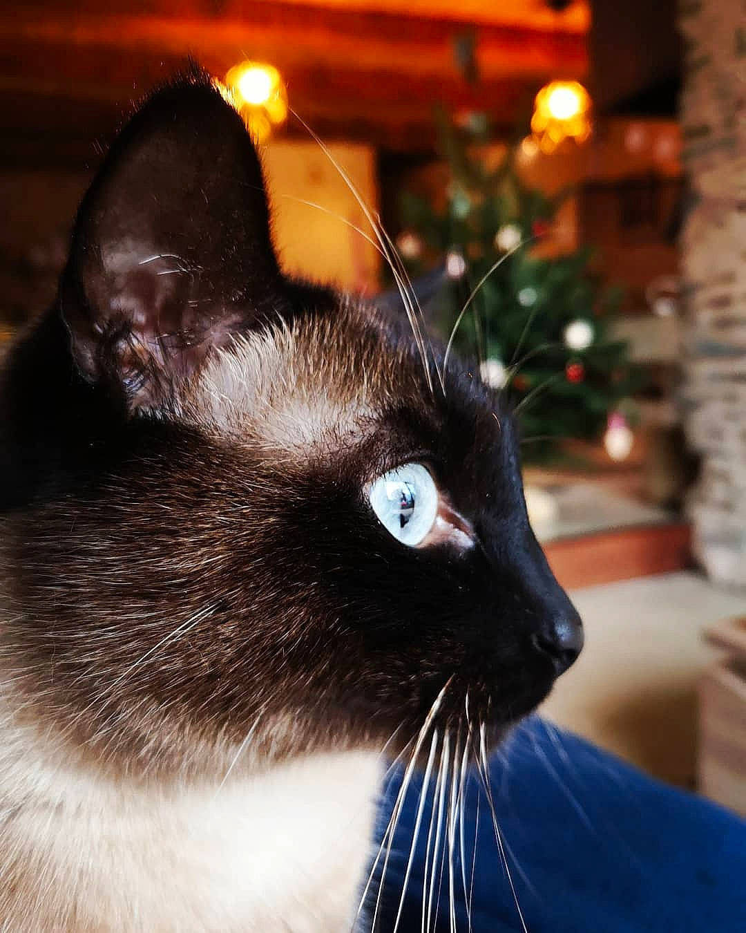 Ernest participe au concours pour gagner de l'argent avec cette photo : asian, black_cat, burmese, carnivore, cat, ear, eye, felidae, fur, siamese, small_to_medium_sized_cats, snout, thai, tonkinese, whiskers