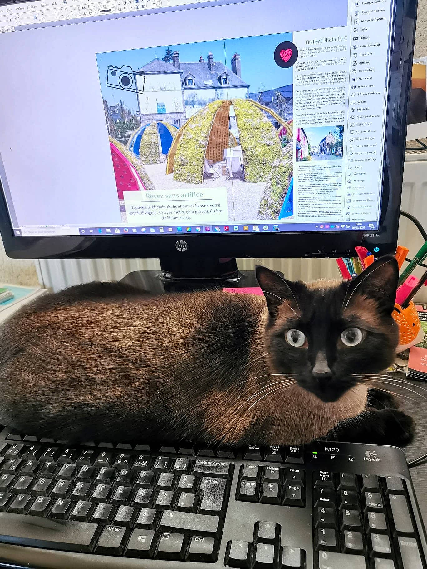 Ernest participe au concours pour gagner de l'argent avec cette photo : carnivore, cat, computer, computer_keyboard, computer_monitor, desktop_computer, display_device, electronic_device, felidae, kitten, laptop, personal_computer, screen, small_to_medium_sized_cats, technology, tonkinese, whiskers