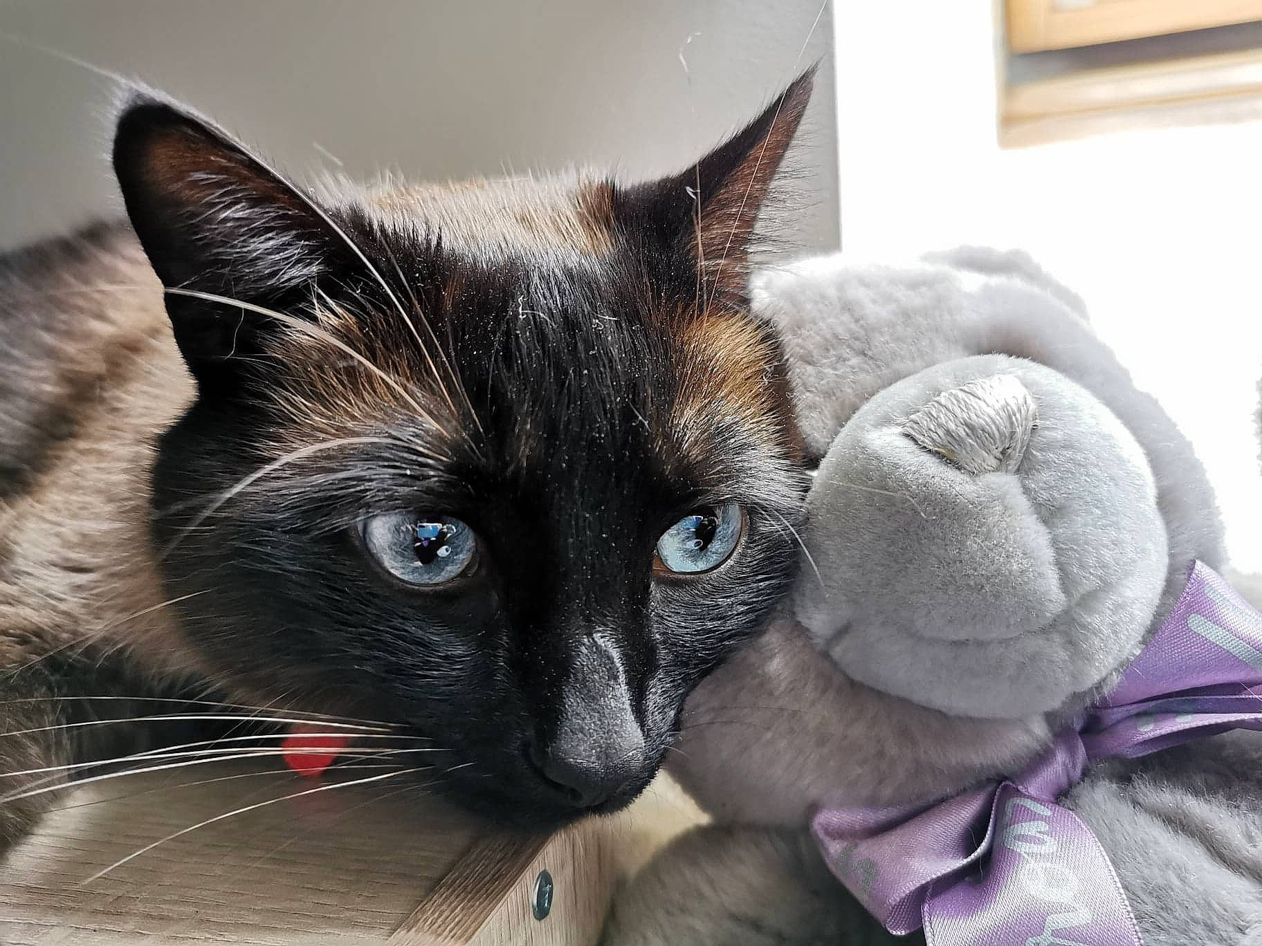 Ernest participe au concours pour gagner de l'argent avec cette photo : asian, black_cat, burmese, carnivore, cat, domestic_short_haired_cat, eye, felidae, fur, kitten, korat, mammal, nap, nose, siamese, small_to_medium_sized_cats, snout, thai, tonkinese, whiskers