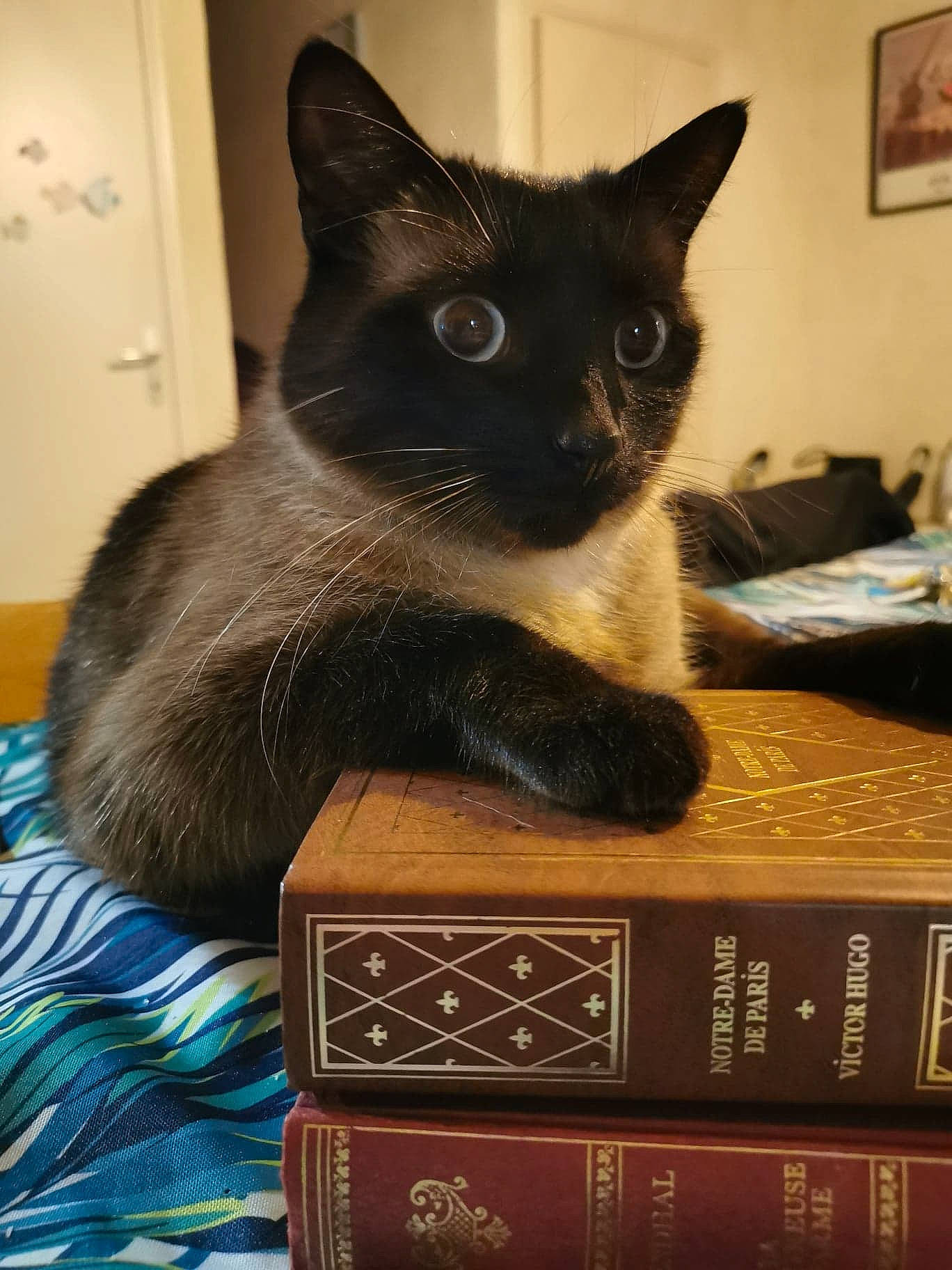 Ernest a rejoint le concours — aidez-le/la à gagner de superbes lots ! asian, black_cat, box, burmese, carnivore, cat, chartreux, domestic_short_haired_cat, felidae, kitten, korat, mammal, small_to_medium_sized_cats, tonkinese, whiskers