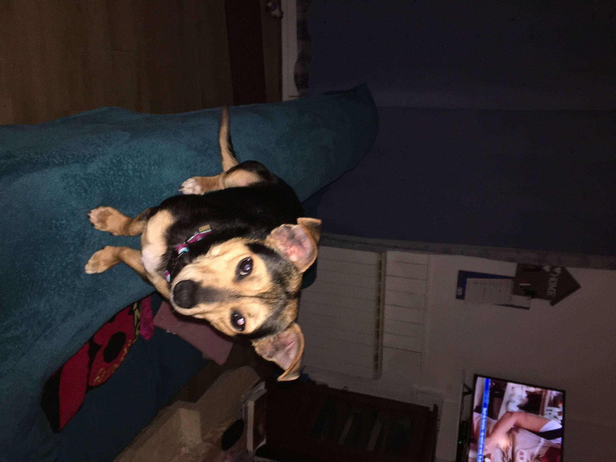 Joker participe au concours pour gagner de l'argent avec cette photo : canidae, carnivore, companion_dog, dog, dog_breed, dog_clothes, dog_supply, ear, event, fashion_accessory, fawn, fun, fur, guard_dog, jaw, snout, sporting_group, toy_dog, whiskers, working_animal