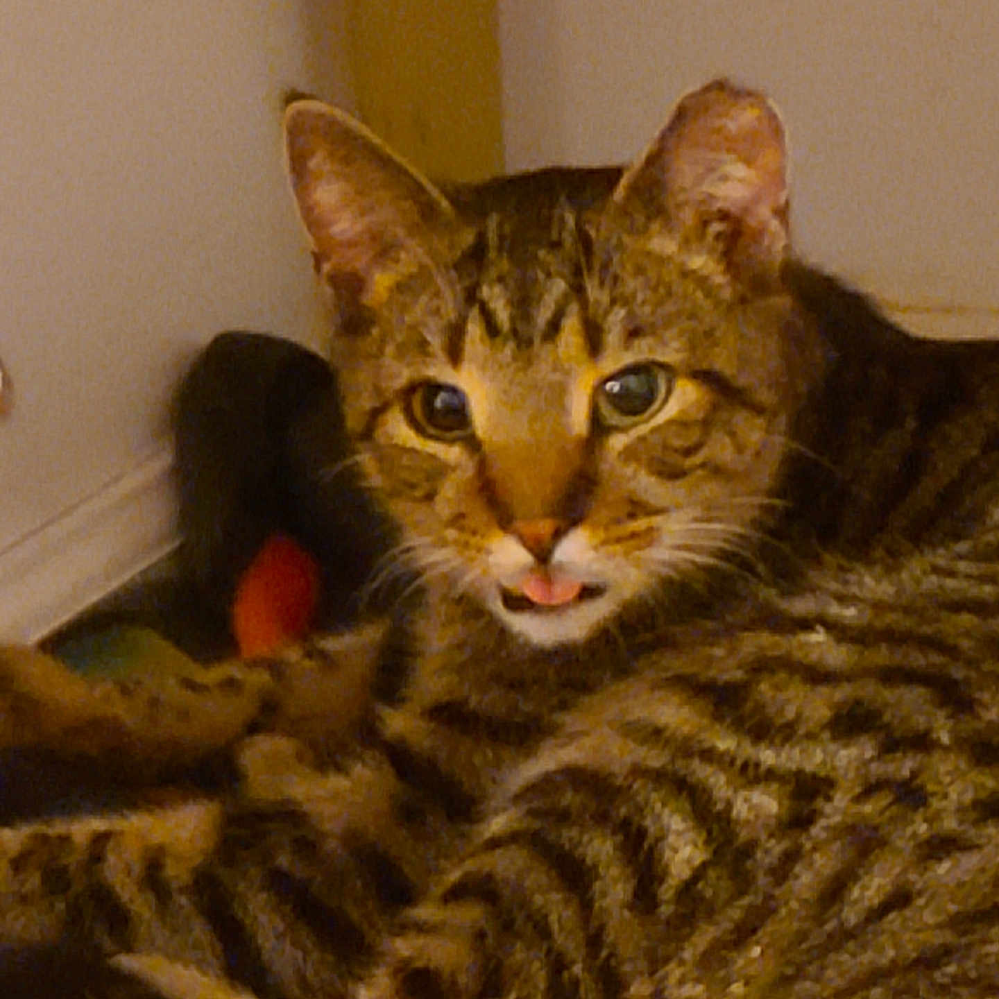 Tinker is registered to the contest to win money with this photo: abyssinian, animal, bodypart, cat, couch, egyptiancat, furniture, kitten, manx, mouth, ocelot, person, pet, sleeping, tongue