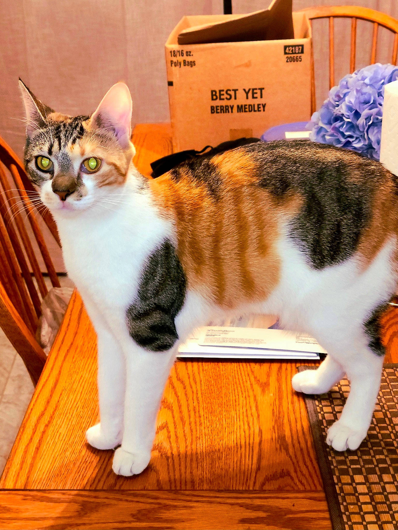 Peeps joined the competition — help win amazing prizes! art, carnivore, carton, cat, comfort, domestic_short_haired_cat, felidae, flooring, fur, hardwood, mammal, paw, shipping_box, sitting, small_to_medium_sized_cats, tail, vertebrate, whiskers, wood, wood_flooring