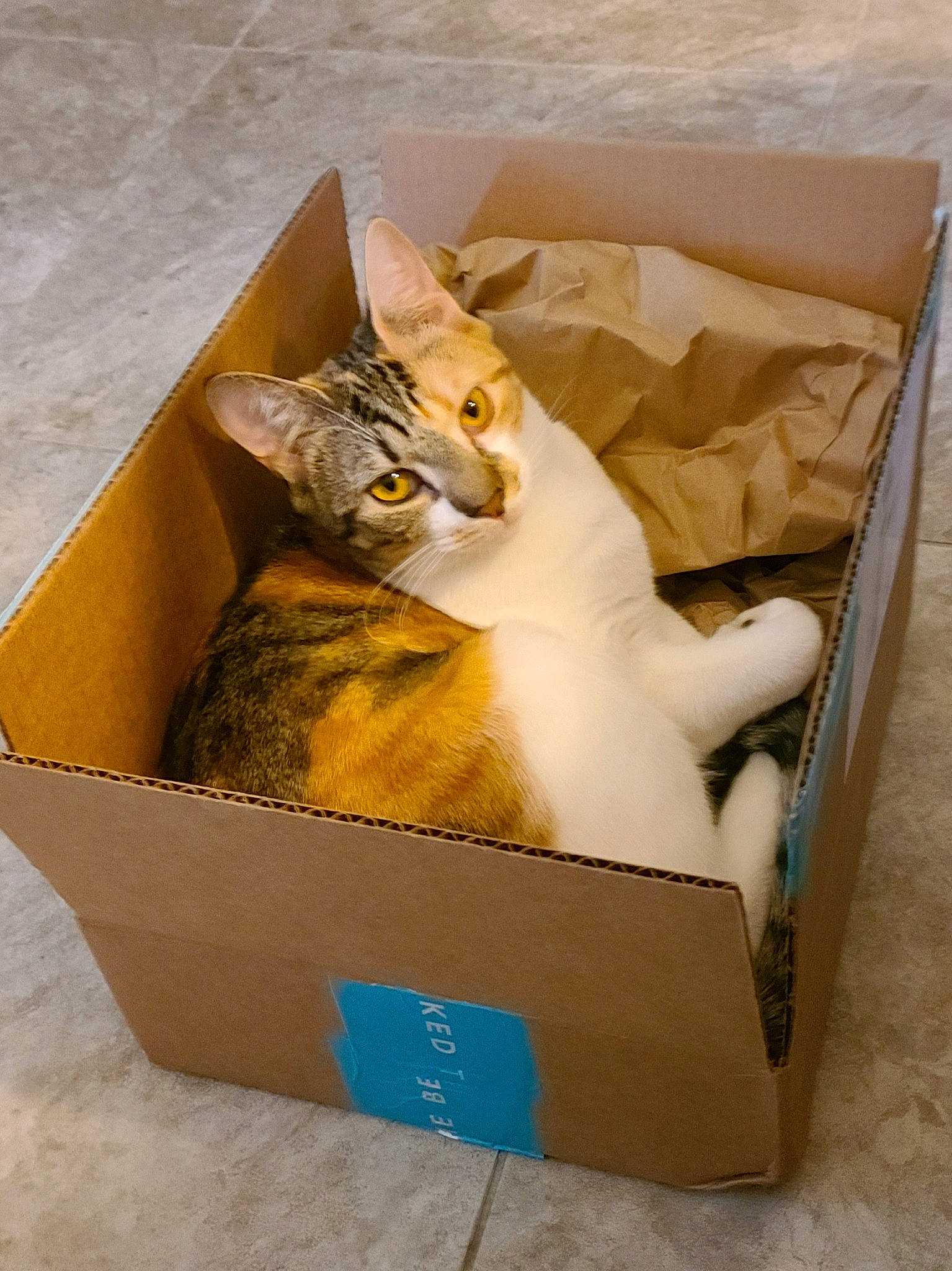 Peeps joined the competition — help win amazing prizes! box, cardboard, carnivore, carton, cat, domestic_short_haired_cat, fawn, felidae, package_delivery, packaging_and_labeling, packing_materials, paper, paper_bag, paper_product, plant, shipping_box, small_to_medium_sized_cats, whiskers