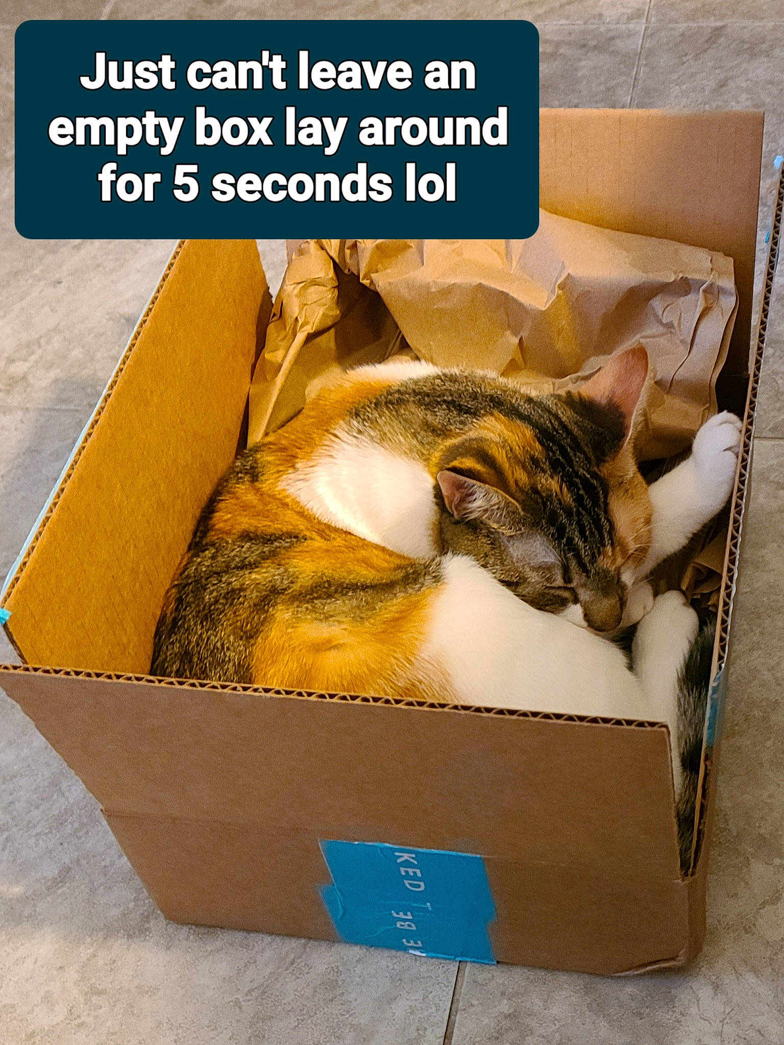 Peeps joined the competition — help win amazing prizes! advertising, box, carnivore, carton, cat, domestic_short_haired_cat, felidae, fish, font, mammal, packaging_and_labeling, packing_materials, photo_caption, poster, publication, rectangle, shipping_box, small_to_medium_sized_cats, vertebrate, whiskers