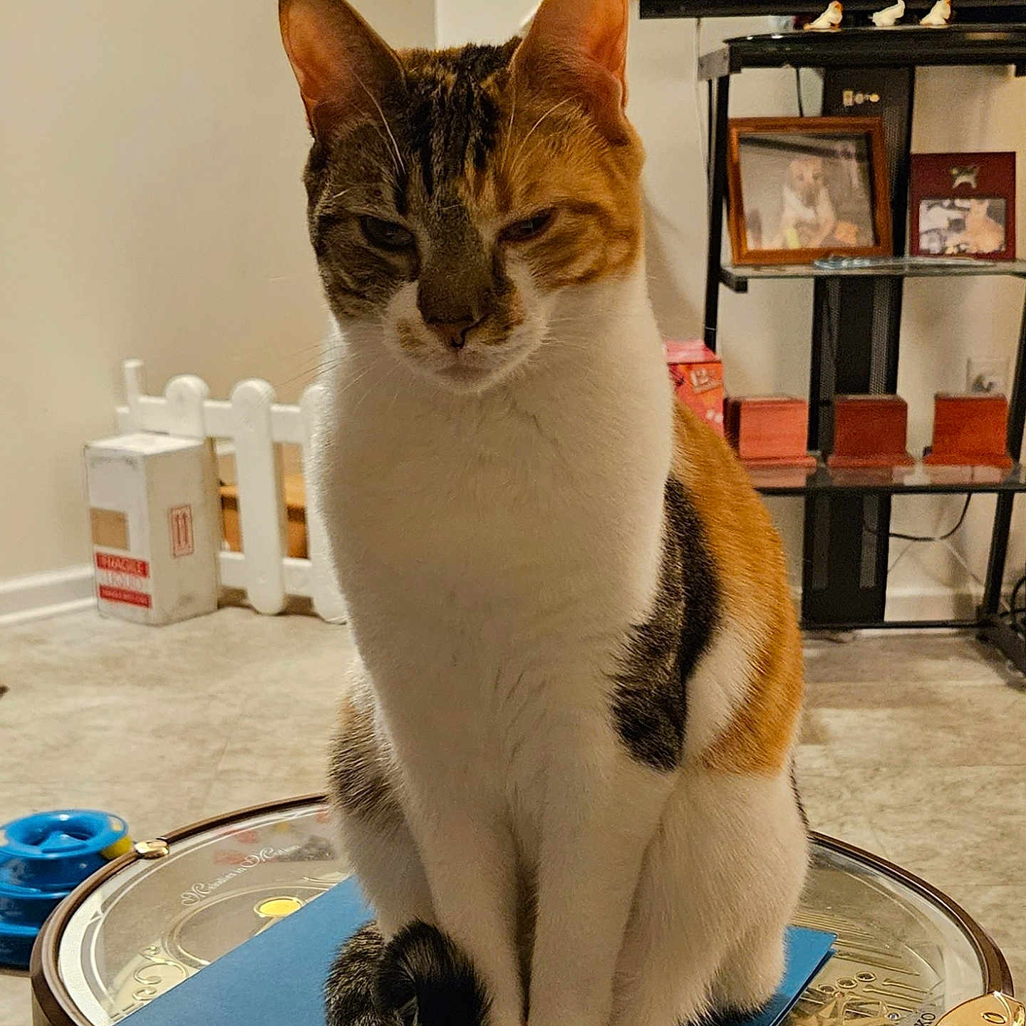Pepper is registered to the contest to win money with this photo: animal, architecture, building, cat, computerhardware, electronics, furniture, hardware, hardwood, indoors, interiordesign, livingroom, monitor, person, pet, room, screen, stainedwood, table, wood
