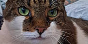 Coco participe au concours pour gagner de l'argent avec cette photo : cat, tabby, green_eyes, close_up, pet, feline, whiskers, fur, relaxed, indoor, bed, blanket, animal, mammal, ears, nose, comfort, resting, domestic_cat, portrait