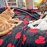 Coco participe au concours pour gagner de l'argent avec cette photo : cat, sleeping, resting, blanket, hearts, indoor, pet, feline, orange_cat, tabby_cat, white_cat, cozy, relaxed, cute, animal, window, daylight, fur, domestic, companion