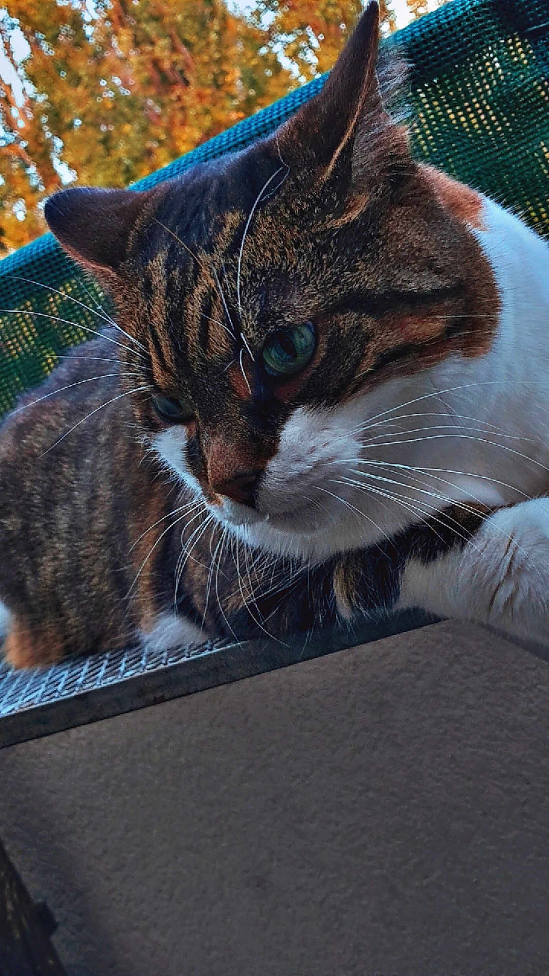 Coco