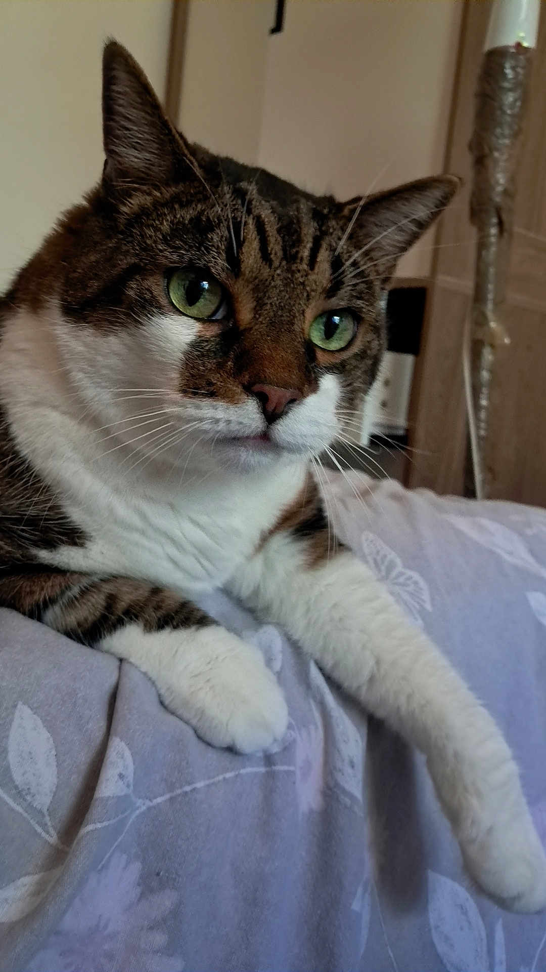 Coco