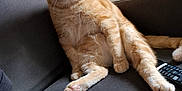 Garry a rejoint le concours — aidez-le/la à gagner de superbes lots ! cat, orange_tabby, feline, pet, lounge, relaxed_pose, couch, sofa, remote_control, indoor, domestic, fur, whiskers, paw, radiator, fabric, curious, home, animal, resting