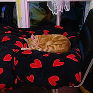 Garry participe au concours pour gagner de l'argent avec cette photo : cat, sleeping, ginger_cat, blanket, red_hearts, black_blanket, chair, window, curtains, indoor, cozy, resting, pet, feline, domestic_cat, fur, cute, animal, relaxing, home