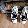 Garry participe au concours pour gagner de l'argent avec cette photo : cat, orange_tabby, sleeping, pet_bed, cushion, chair, white_sneakers, shoelaces, wooden_floor, indoor, resting, furniture, paw, relaxing, domestic_animal, cozy, quiet, home, flooring, calm