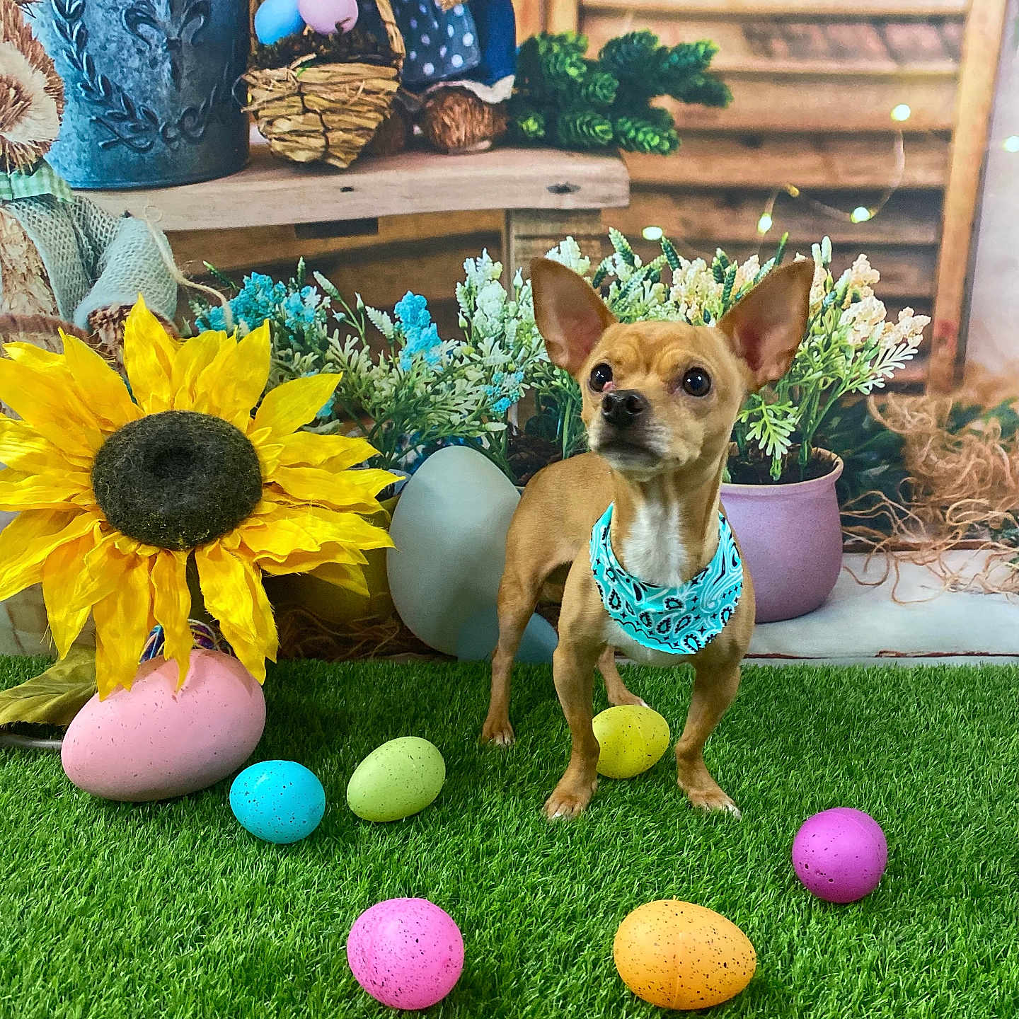 Simba joined the competition — help win amazing prizes! alert, artificial_grass, bandana, colorful_eggs, cute, decorations, dog, easter_eggs, flowers, grass, greenery, indoor, pet, potted_plants, rustic_background, small_dog, spring, standing, sunflower, wooden_shelf