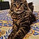 Nixie