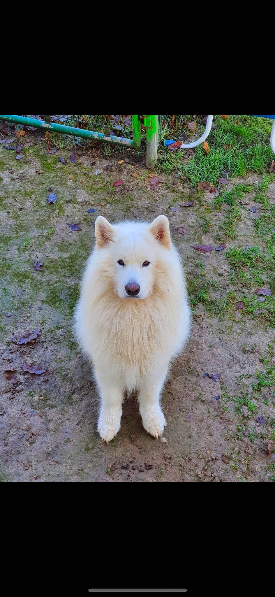 Néo participe au concours pour gagner de l'argent avec cette photo : american_eskimo_dog, canidae, carnivore, companion_dog, dog, dog_breed, fawn, fur, german_spitz, german_spitz_klein, german_spitz_mittel, indian_spitz, japanese_spitz, snout, spitz, sporting_group, tail, volpino_italiano, working_animal, working_dog