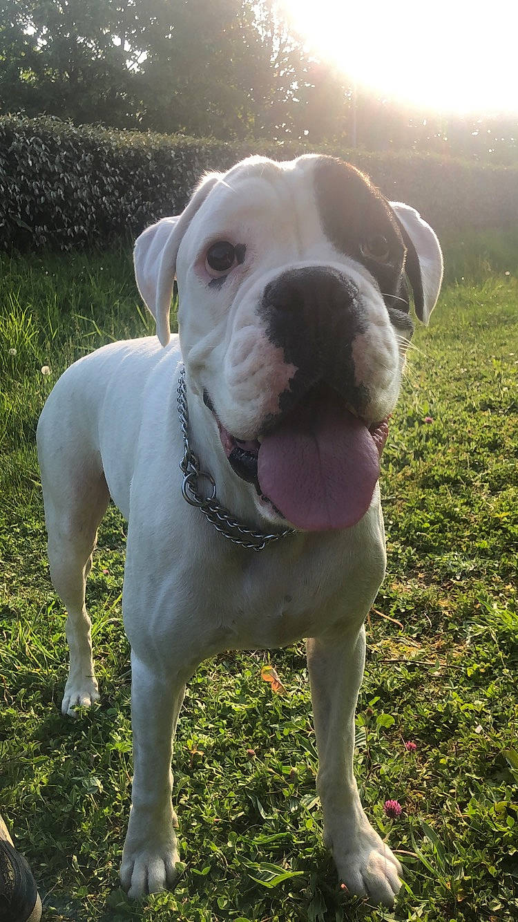 Loukoum a rejoint le concours — aidez-le/la à gagner de superbes lots ! canidae, carnivore, collar, companion_dog, dog, dog_breed, dog_collar, dogo_guatemalteco, fawn, grass, hunting_dog, non_sporting_group, pet_supply, plant, snout, sporting_group, terrestrial_animal, whiskers, working_animal, working_dog