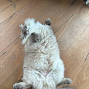 Timba participe au concours pour gagner de l'argent avec cette photo : cat, fluffy, blue_eyes, wooden_floor, relaxed, pet, animal, lying_down, indoor, cute, furry, tail, paws, domestic_cat, whiskers, sleepy, home, cozy, fur, playful