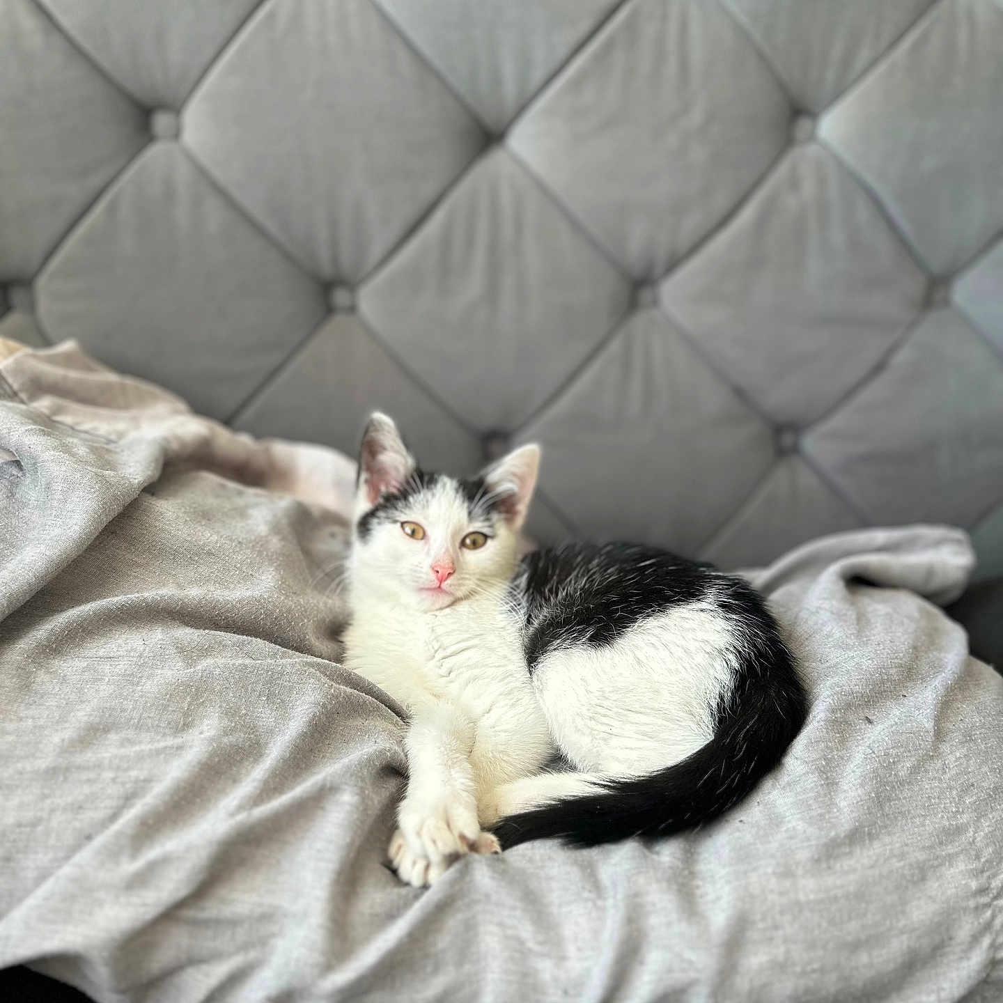 Junior joined the competition — help win amazing prizes! abyssinian, animal, bed, bedroom, blanket, cat, couch, cushion, furniture, homedecor, indoors, kitten, linen, manx, person, pet, quilt, room, sleeping, white