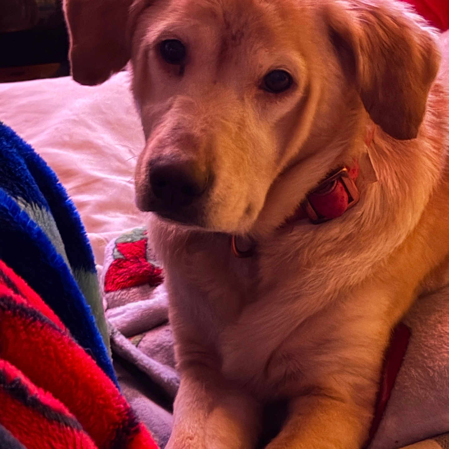 Ursy joined the competition — help win amazing prizes! animal, bed, blanket, canine, closeup, collar, comfort, cozy, cute, dog, domestic, face, fur, golden_fur, indoor, mammal, paw, pet, relaxed, resting