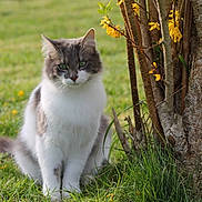 Roxy participe au concours pour gagner de l'argent avec cette photo : animal, cat, cute, daylight, eyes, feline, fur, garden, grass, greenery, mammal, nature, outdoor, pet, plant, sitting, tree, trunk, whiskers, yellow_flowers