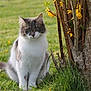animal, cat, cute, daylight, eyes, feline, fur, garden, grass, greenery, mammal, nature, outdoor, pet, plant, sitting, tree, trunk, whiskers, yellow_flowers