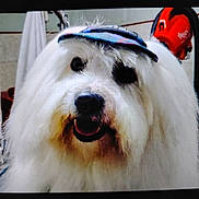 Coo a rejoint le concours — aidez-le/la à gagner de superbes lots ! dog, white_dog, fluffy, long_hair, black_patch, visor, pet, animal, smiling, portrait, indoor, cute, friendly, face, canine, fur, happy, companion, domestic_animal, playful