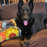 Shadow joined the competition — help win amazing prizes! dog, black_dog, german_shepherd, canine, pet, couch, sofa, blanket, colorful_blanket, indoor, living_room, tongue_out, ears_up, paws_crossed, relaxed, portrait, fur, nails, staring, home
